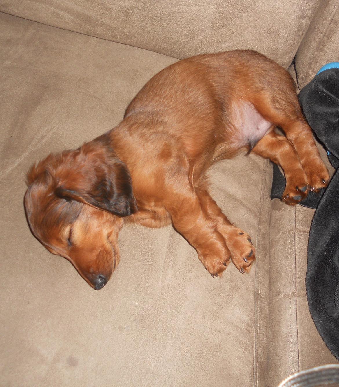 Dværggravhund Zazu billede 8