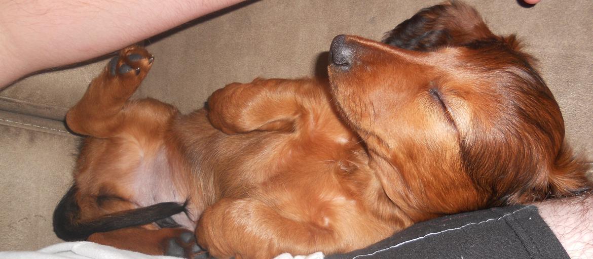 Dværggravhund Zazu billede 14