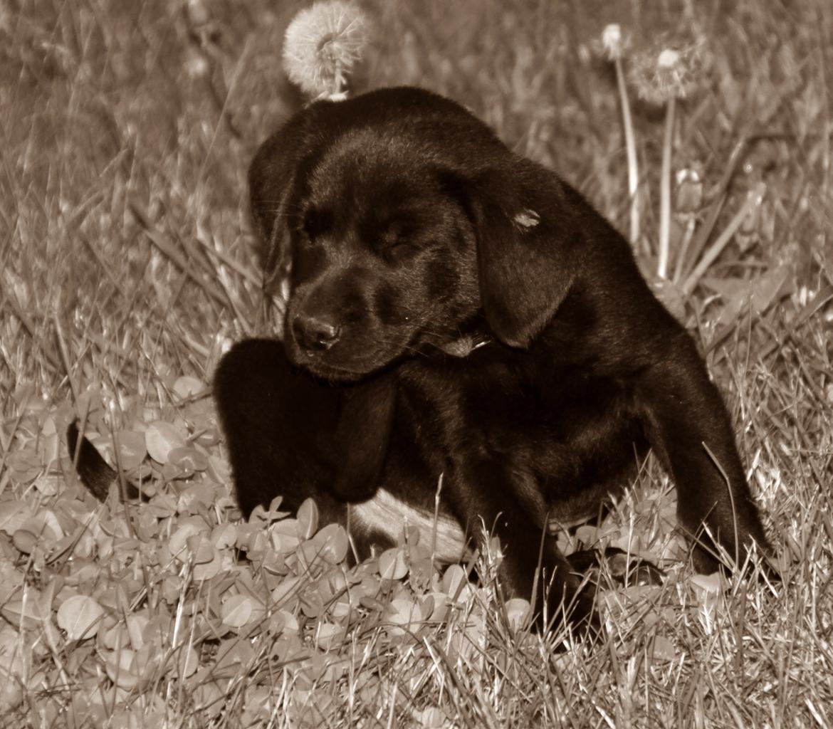 Labrador retriever Mickey billede 2