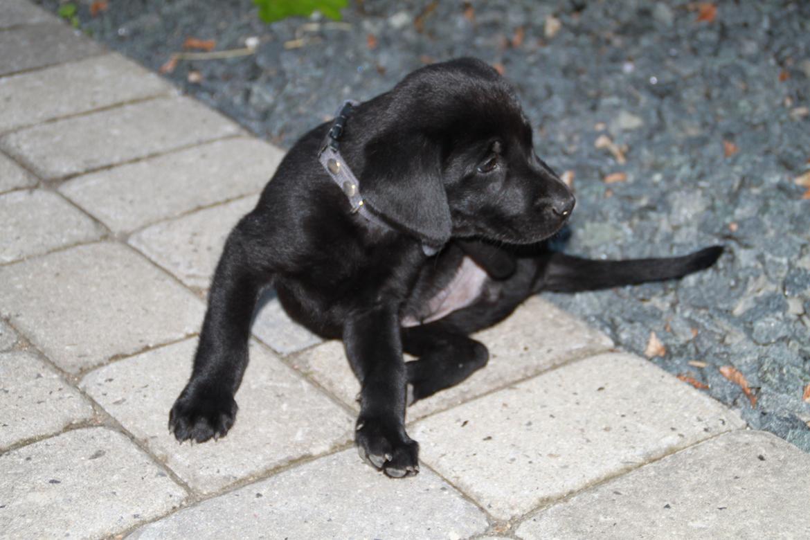 Labrador retriever Mickey billede 3