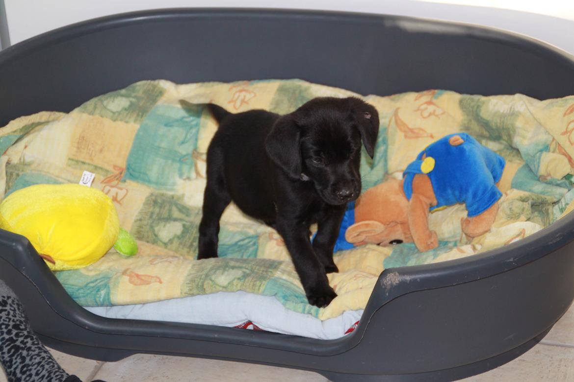 Labrador retriever Mickey billede 4
