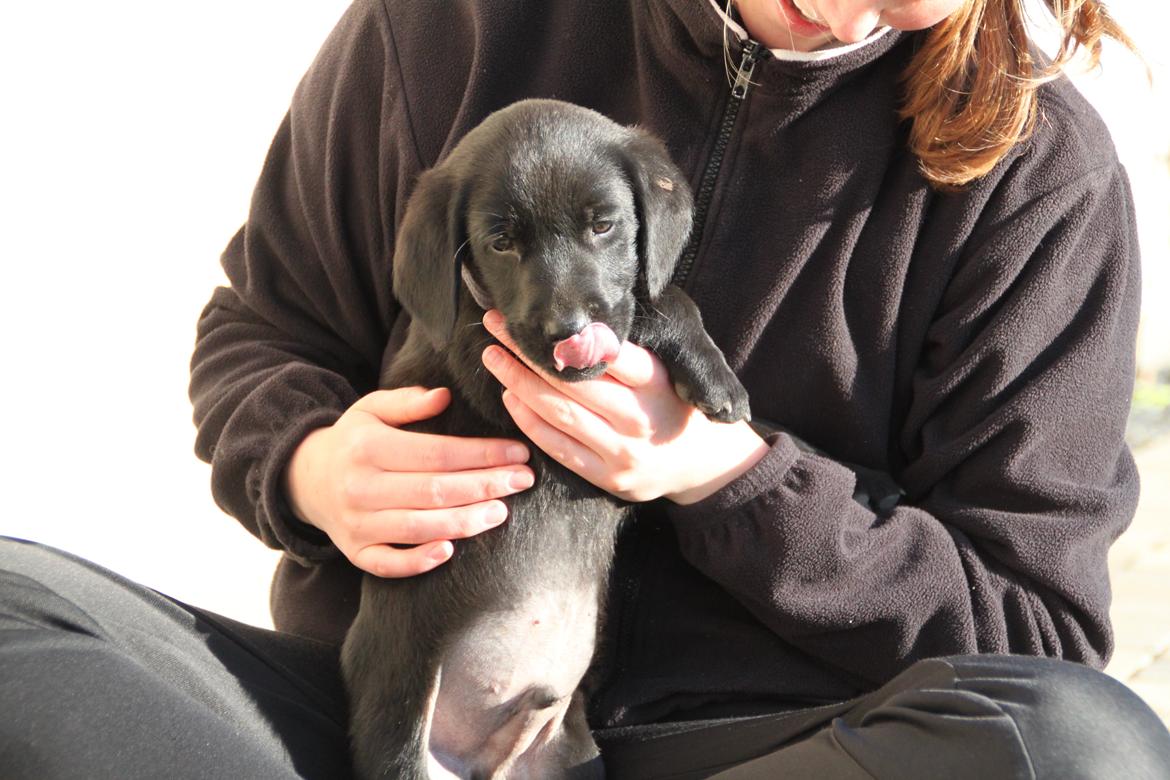 Labrador retriever Mickey billede 5