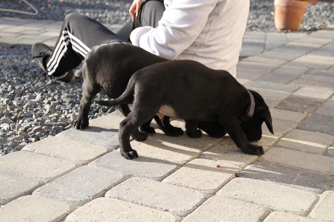 Labrador retriever Mickey billede 6