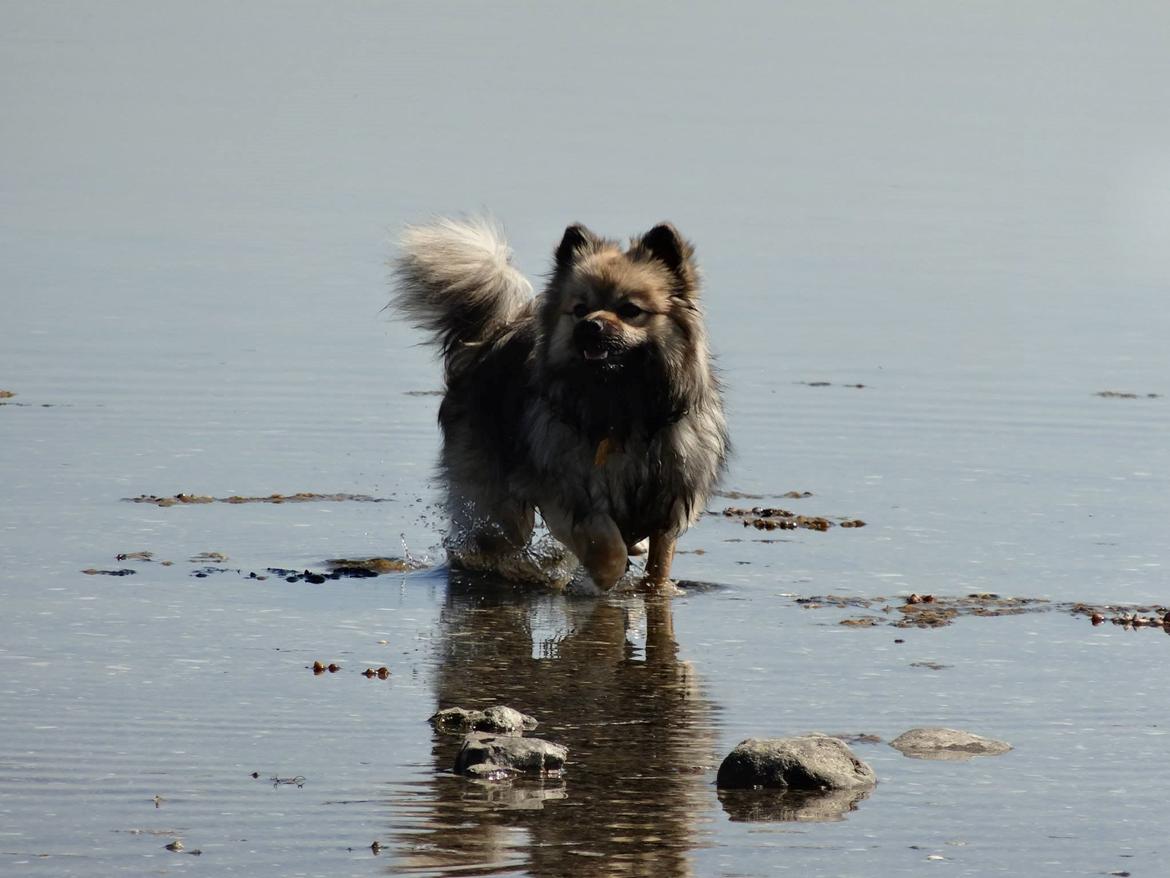 Mittelspitz Mira . DKCH billede 12