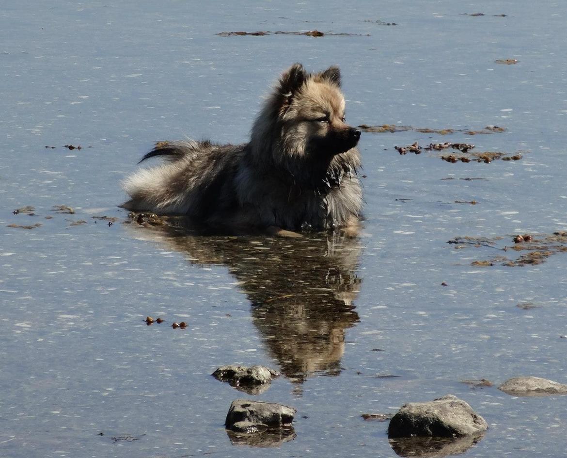 Mittelspitz Mira . DKCH billede 3