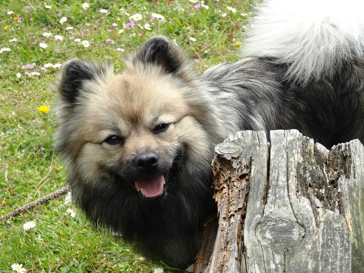 Mittelspitz Mira . DKCH billede 2