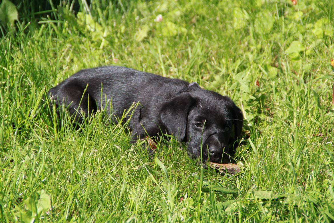 Labrador retriever Mickey billede 7
