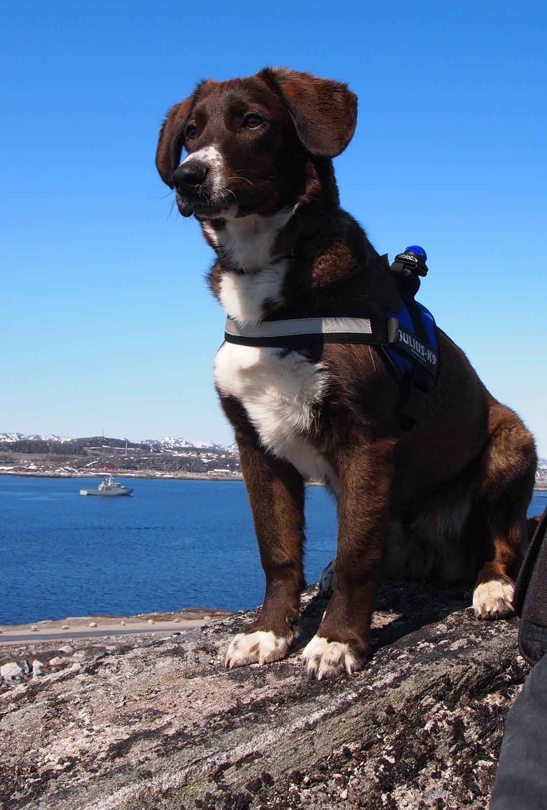 Grønlandshund - Bob - Vandretur på Grønland. ( 9 måneder gammel ) billede 10