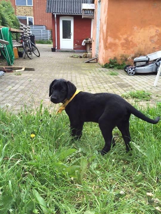 Blanding af racer Trixie billede 7