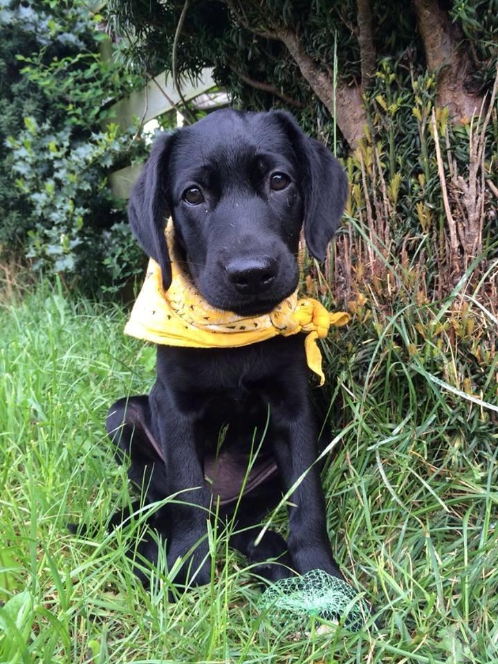 Blanding af racer Trixie billede 8