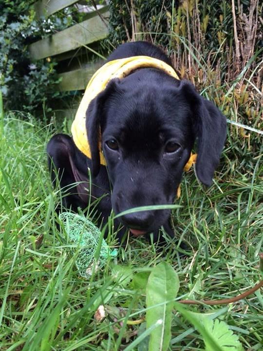 Blanding af racer Trixie billede 9