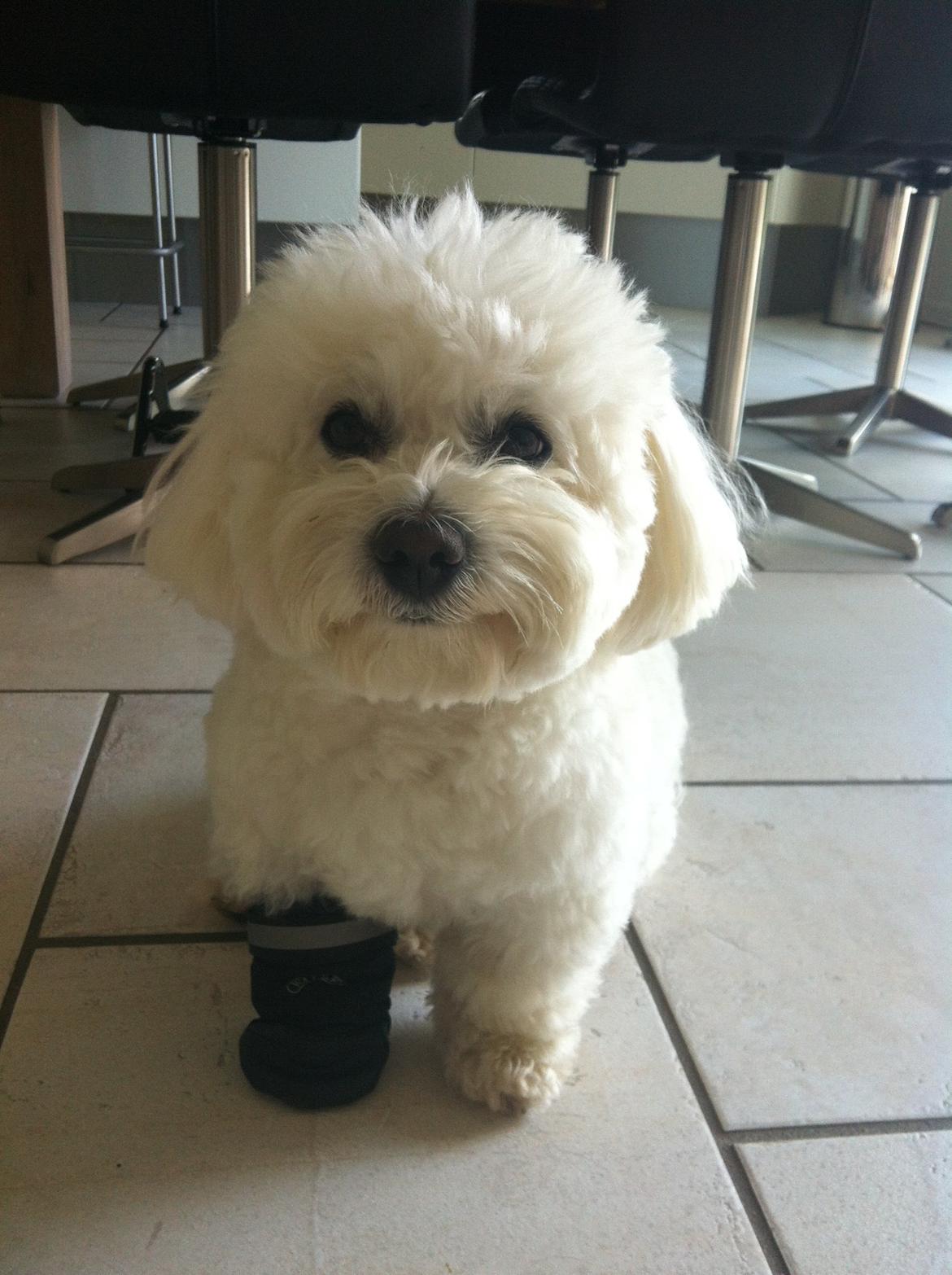 Coton de tulear Simba billede 25