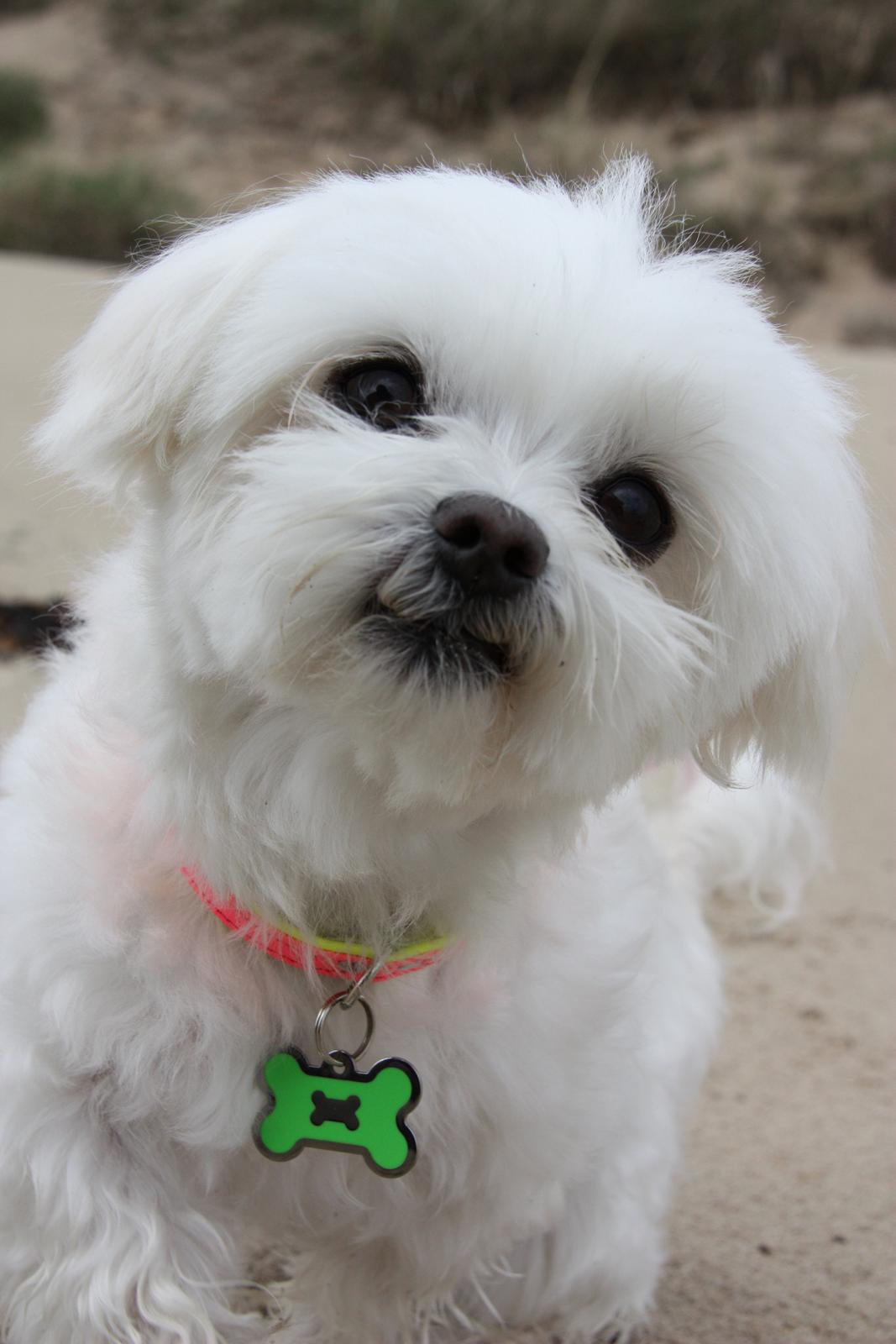 Malteser Cleo (15,5 år) billede 16