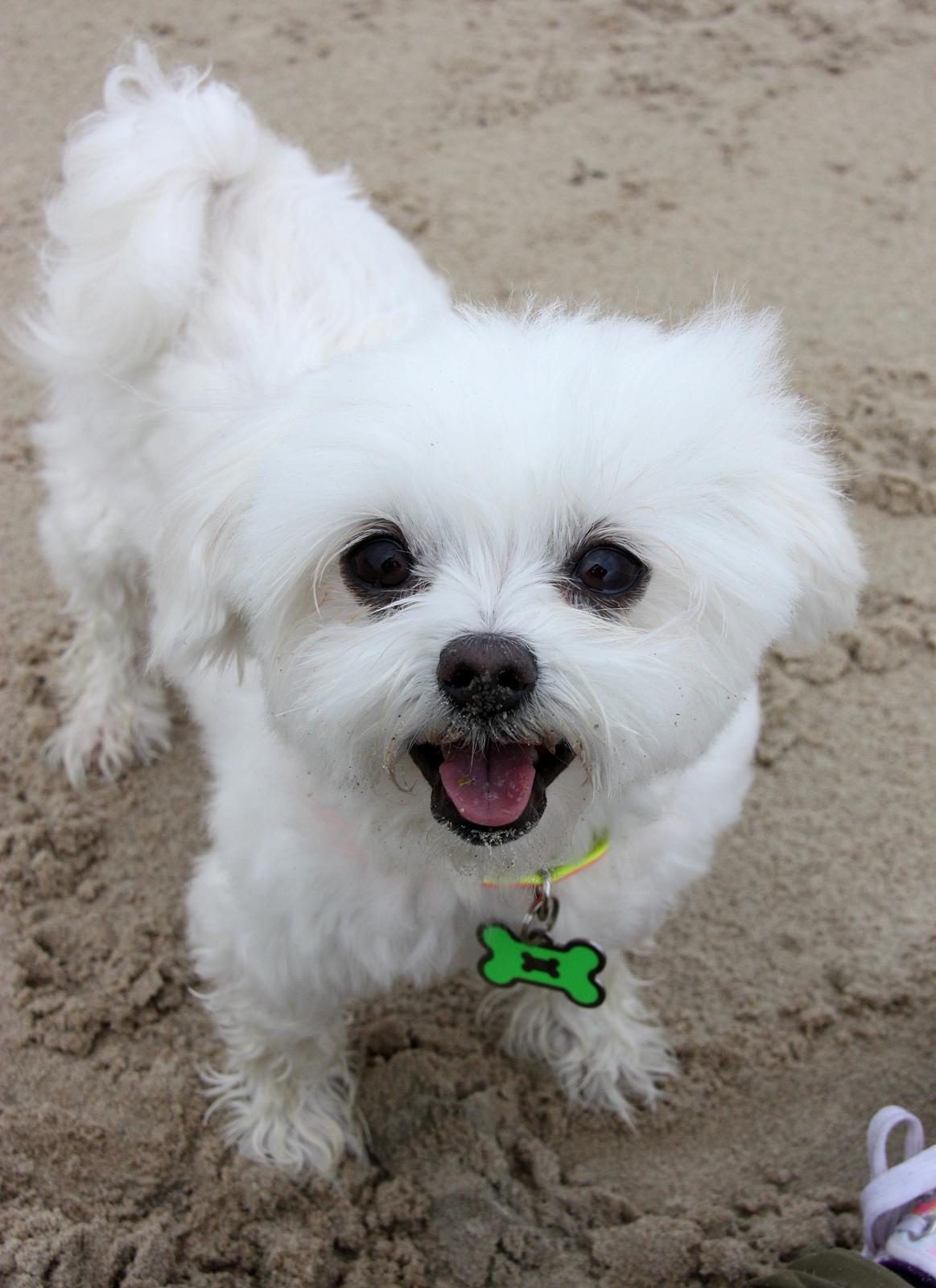 Malteser Cleo (15,5 år) billede 9