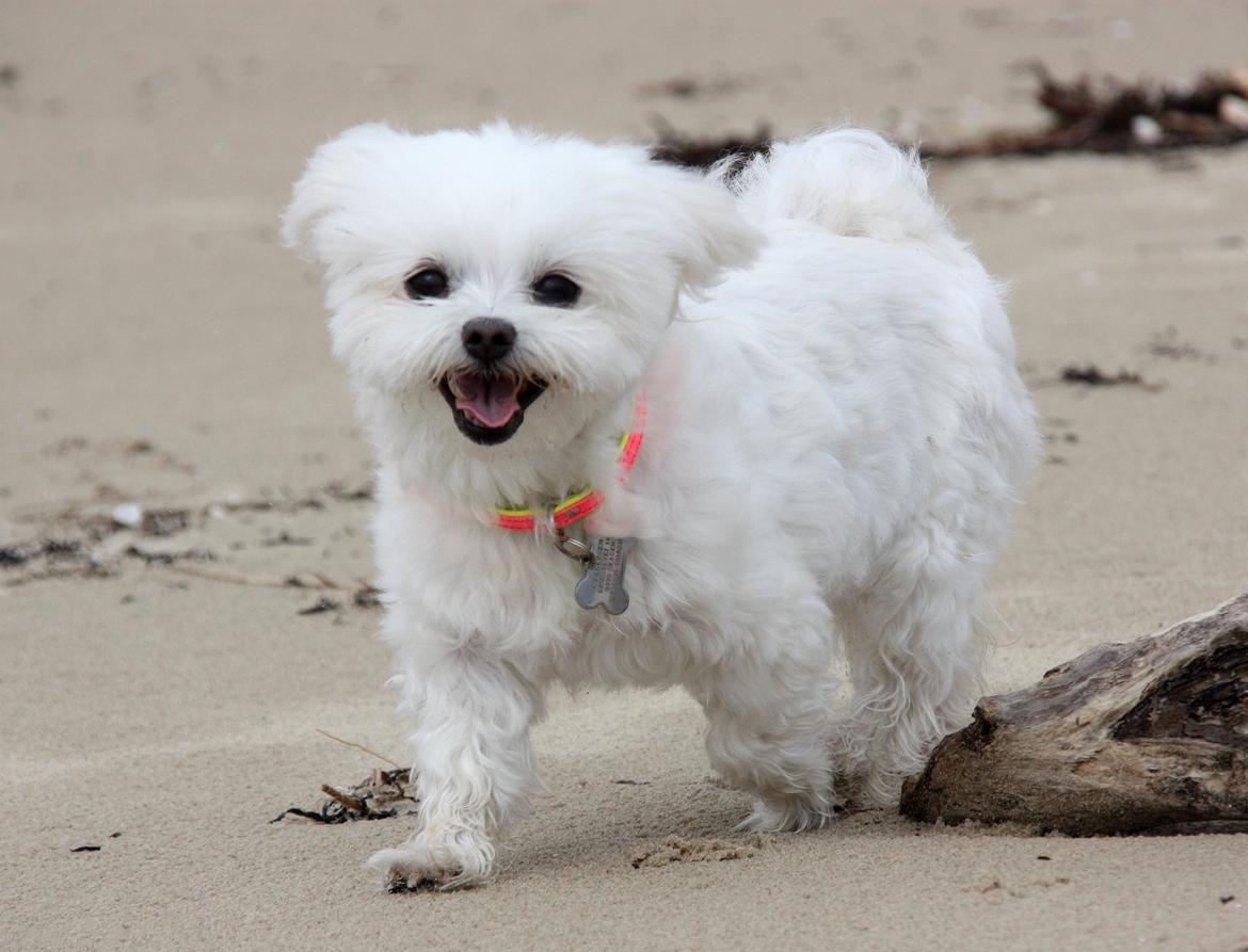 Malteser Cleo (15,5 år) billede 3