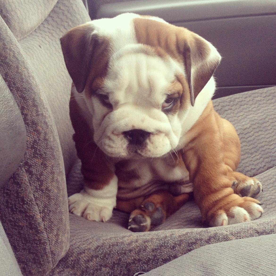 Engelsk bulldog Antonio - Nu stopper du altså med at tage billeder af mig!! :-) billede 13