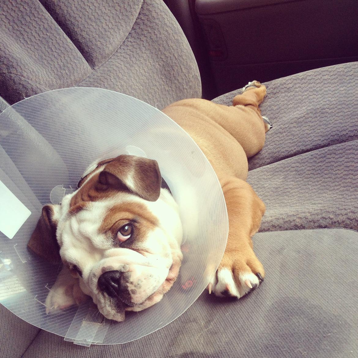 Engelsk bulldog Antonio - Anton med hans dumme krave på, 1 uge efter Cherry Operation.  billede 5