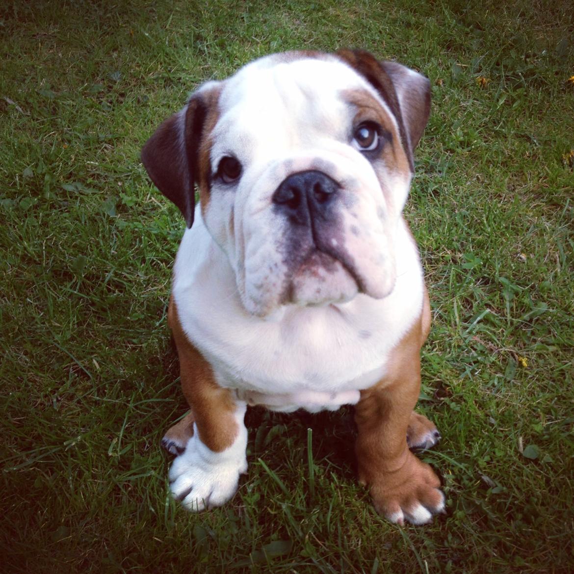 Engelsk bulldog Antonio - Kan vi ikke blive lidt længere i haven mor, det er så dejligt.  billede 7