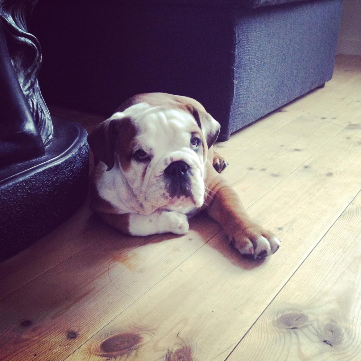 Engelsk bulldog Antonio - Anton der ligger og slapper af, 12 uger. billede 8