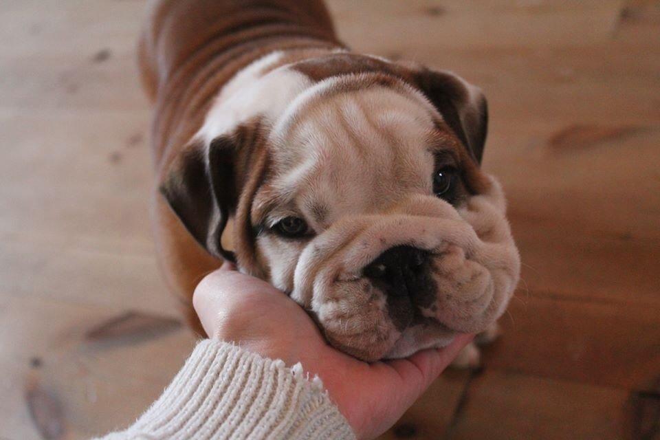 Engelsk bulldog Antonio - Anton 8 uger gammel, første dag ved min nye familie.  billede 9