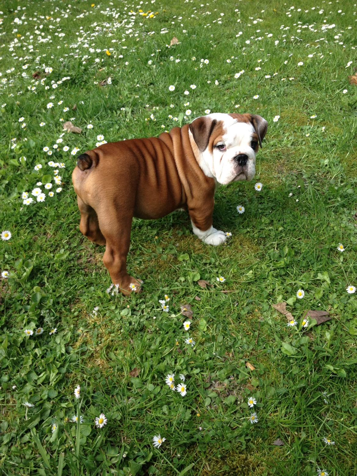 Engelsk bulldog Antonio - Ude og lege i haven.  billede 10