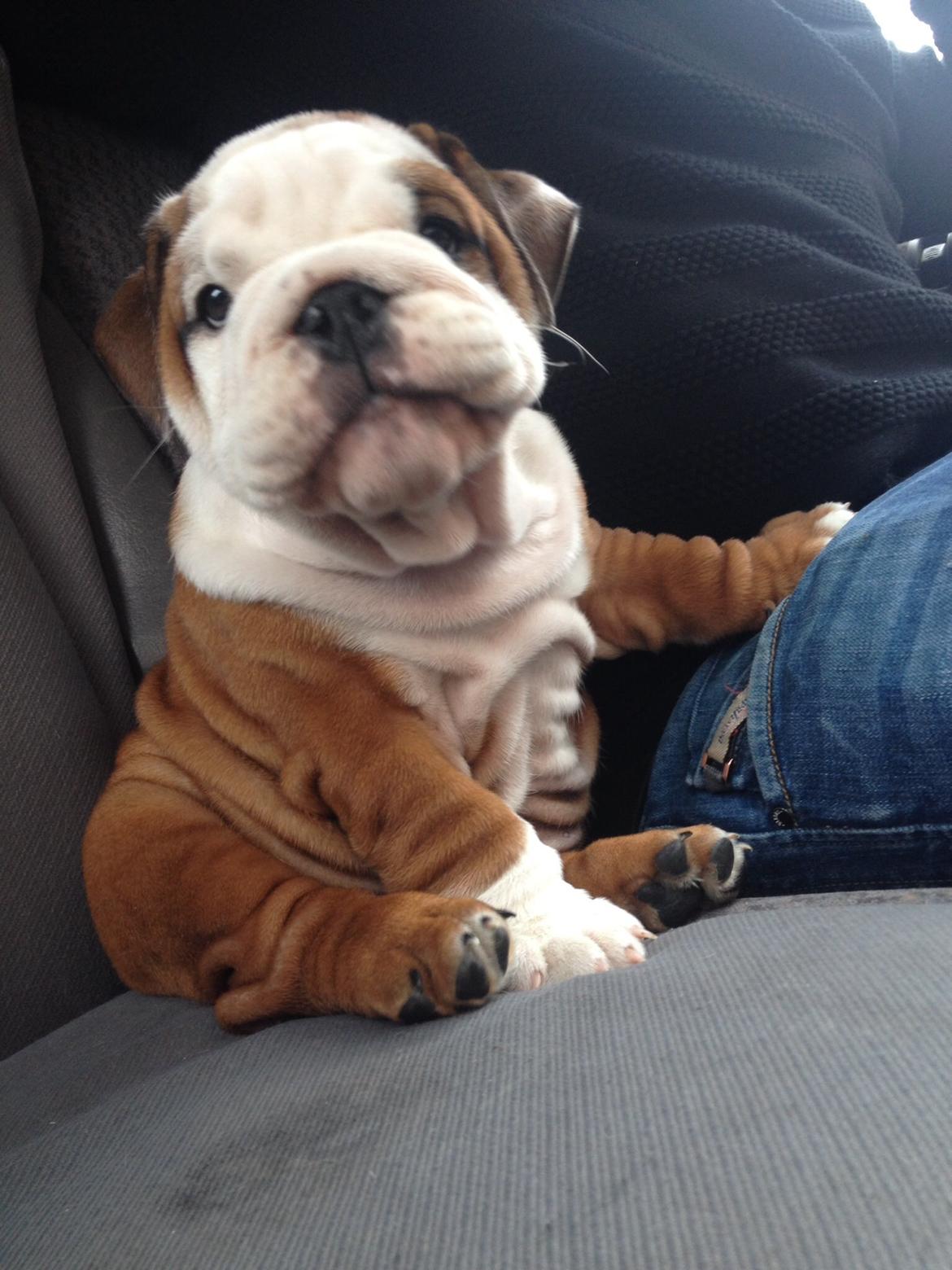 Engelsk bulldog Antonio - Se mor, er jeg ikke fin :-) billede 11