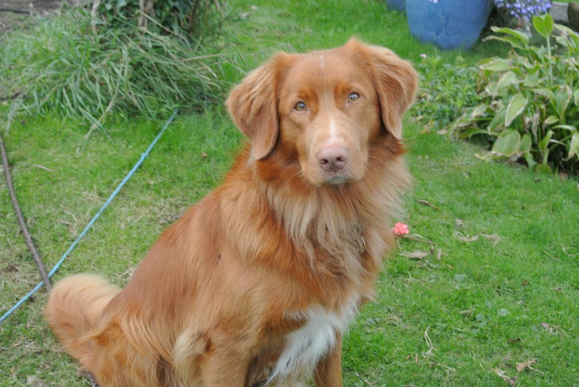 Nova scotia duck tolling retriever Bølle billede 1
