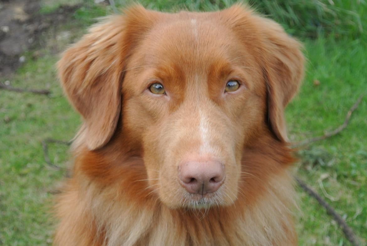 Nova scotia duck tolling retriever Bølle billede 2