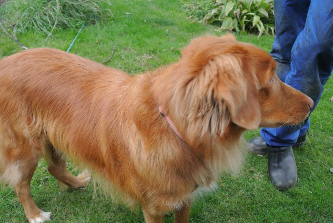 Nova scotia duck tolling retriever Bølle billede 3