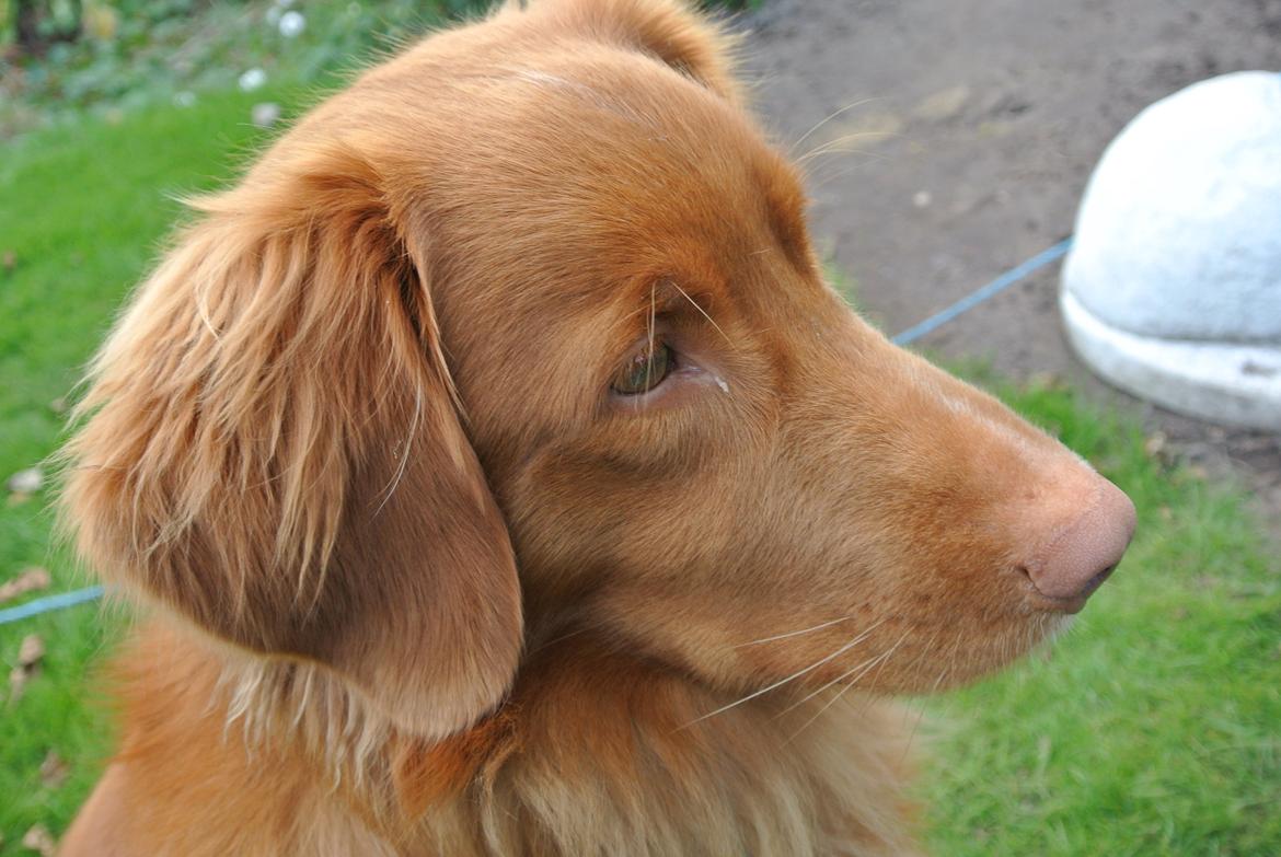 Nova scotia duck tolling retriever Bølle billede 4