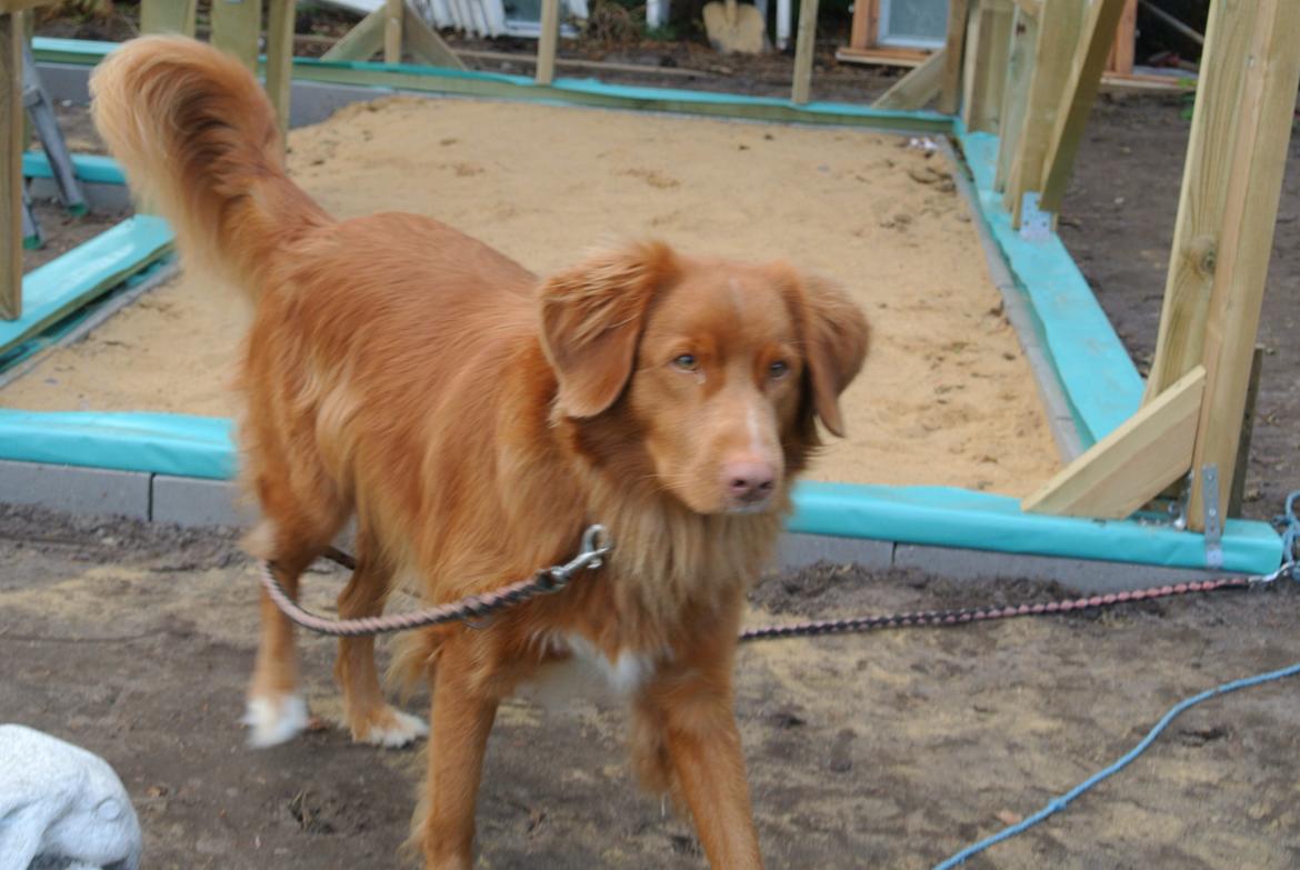 Nova scotia duck tolling retriever Bølle billede 5