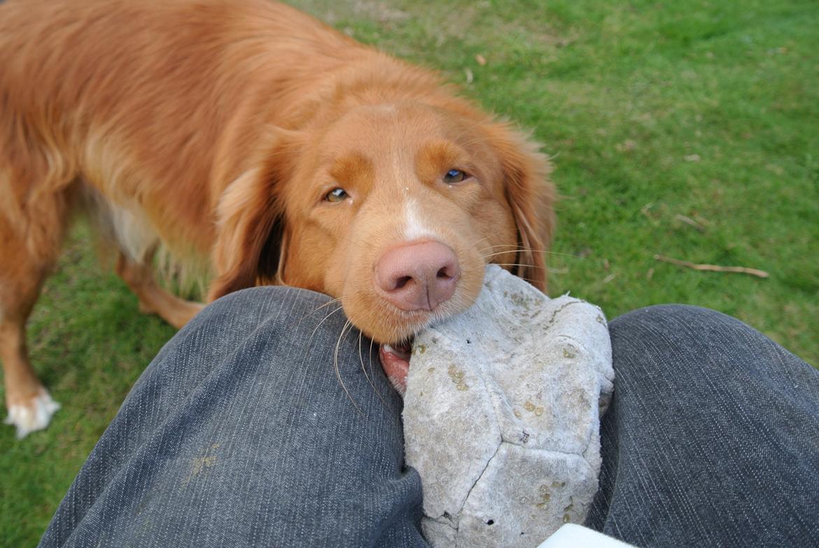 Nova scotia duck tolling retriever Bølle billede 6