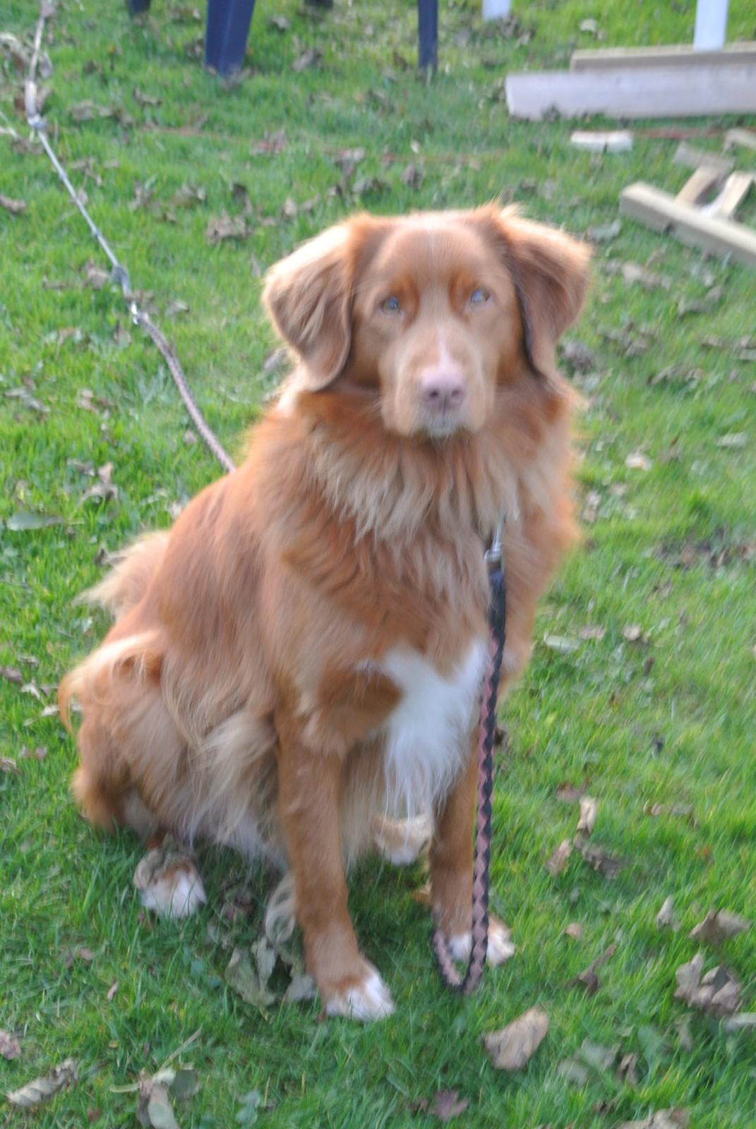 Nova scotia duck tolling retriever Bølle billede 7