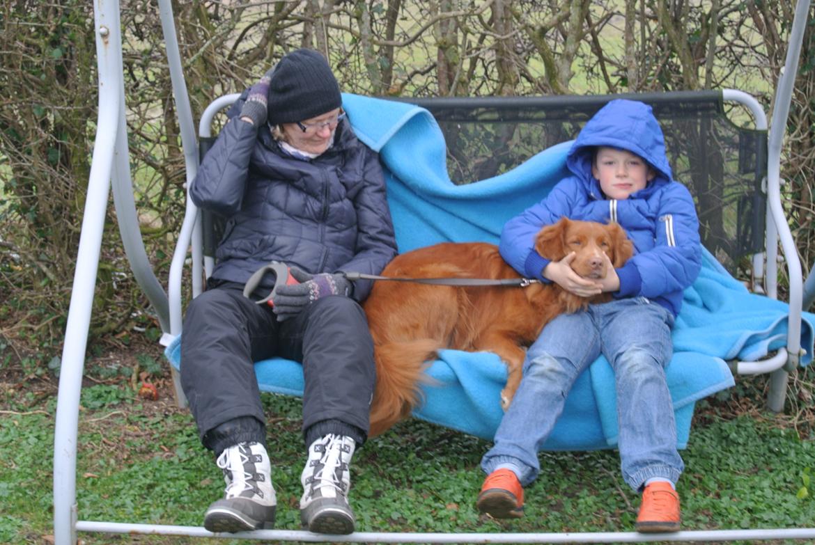 Nova scotia duck tolling retriever Bølle billede 8