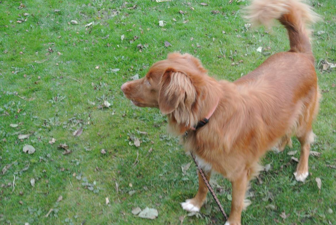 Nova scotia duck tolling retriever Bølle billede 9