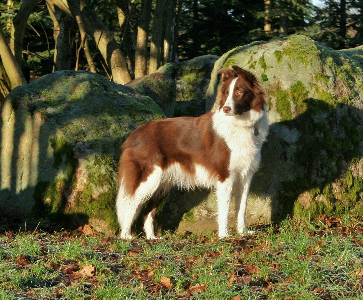 Border collie Naja billede 1
