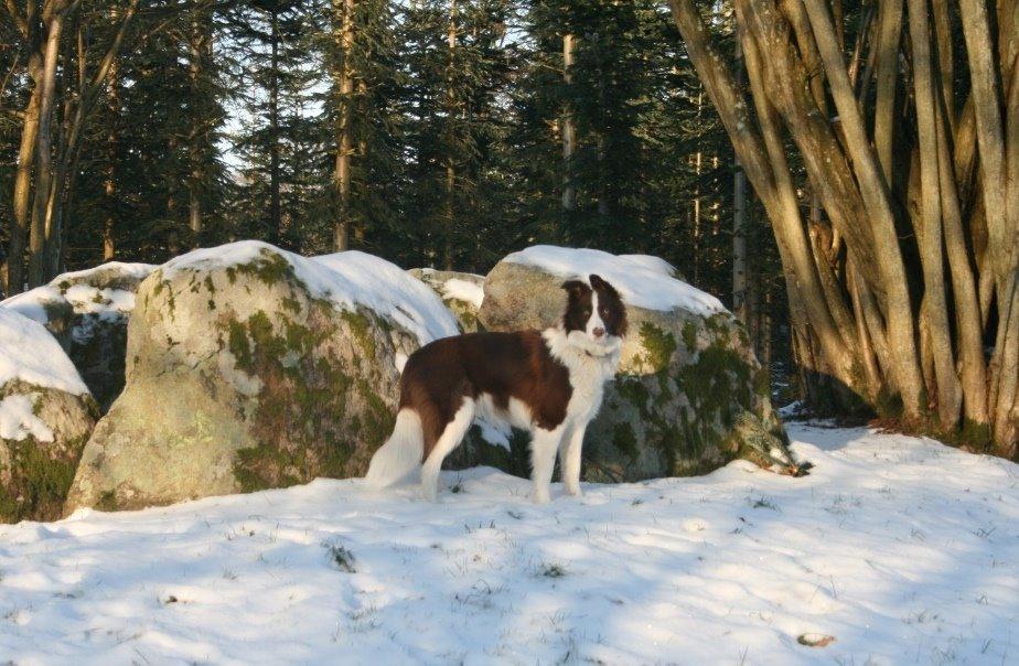 Border collie Naja billede 2