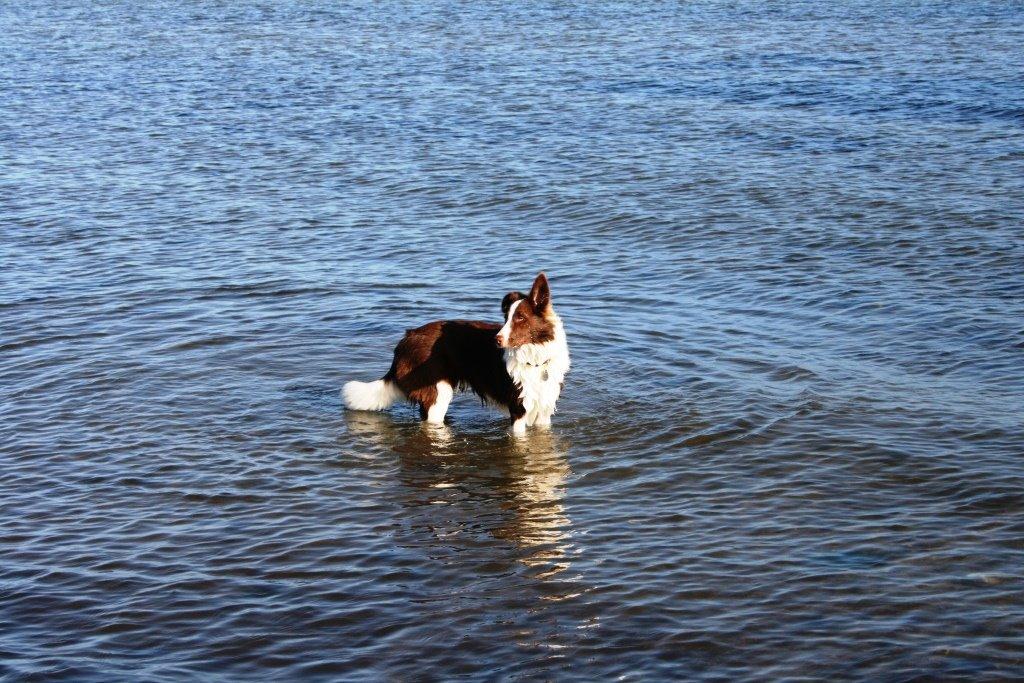 Border collie Naja billede 3