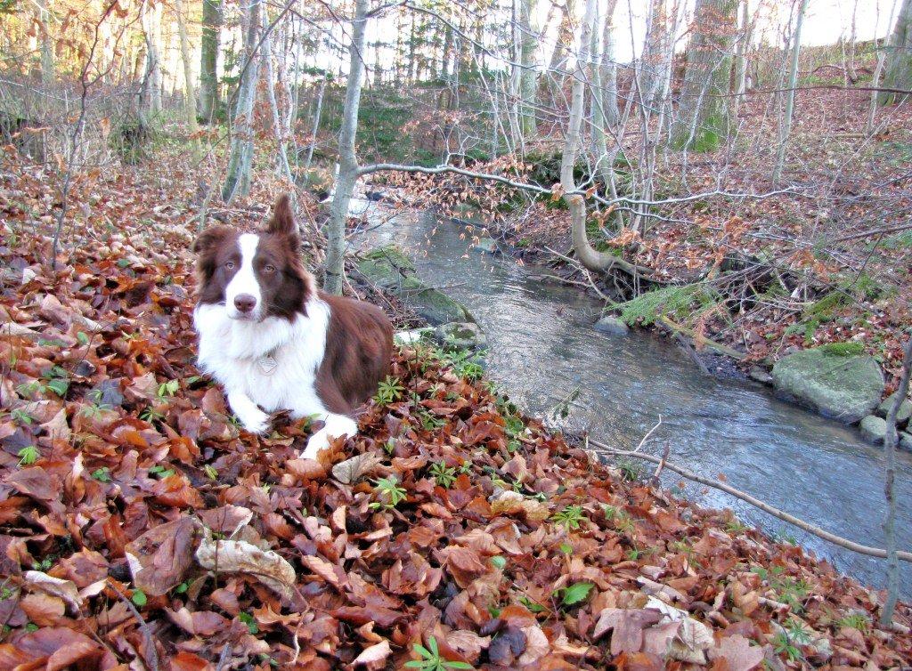 Border collie Naja billede 4