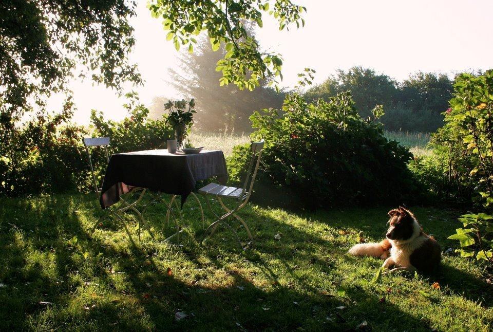 Border collie Naja billede 5