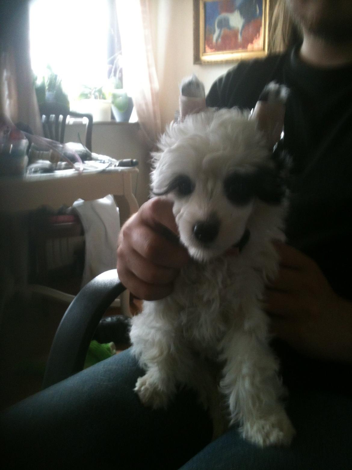 Chinese crested powder puff Silky Sofie billede 6