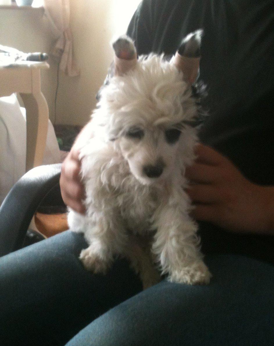 Chinese crested powder puff Silky Sofie billede 7