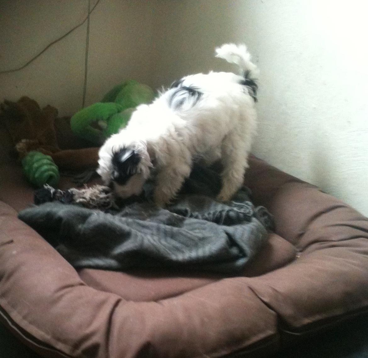 Chinese crested powder puff Silky Sofie billede 5