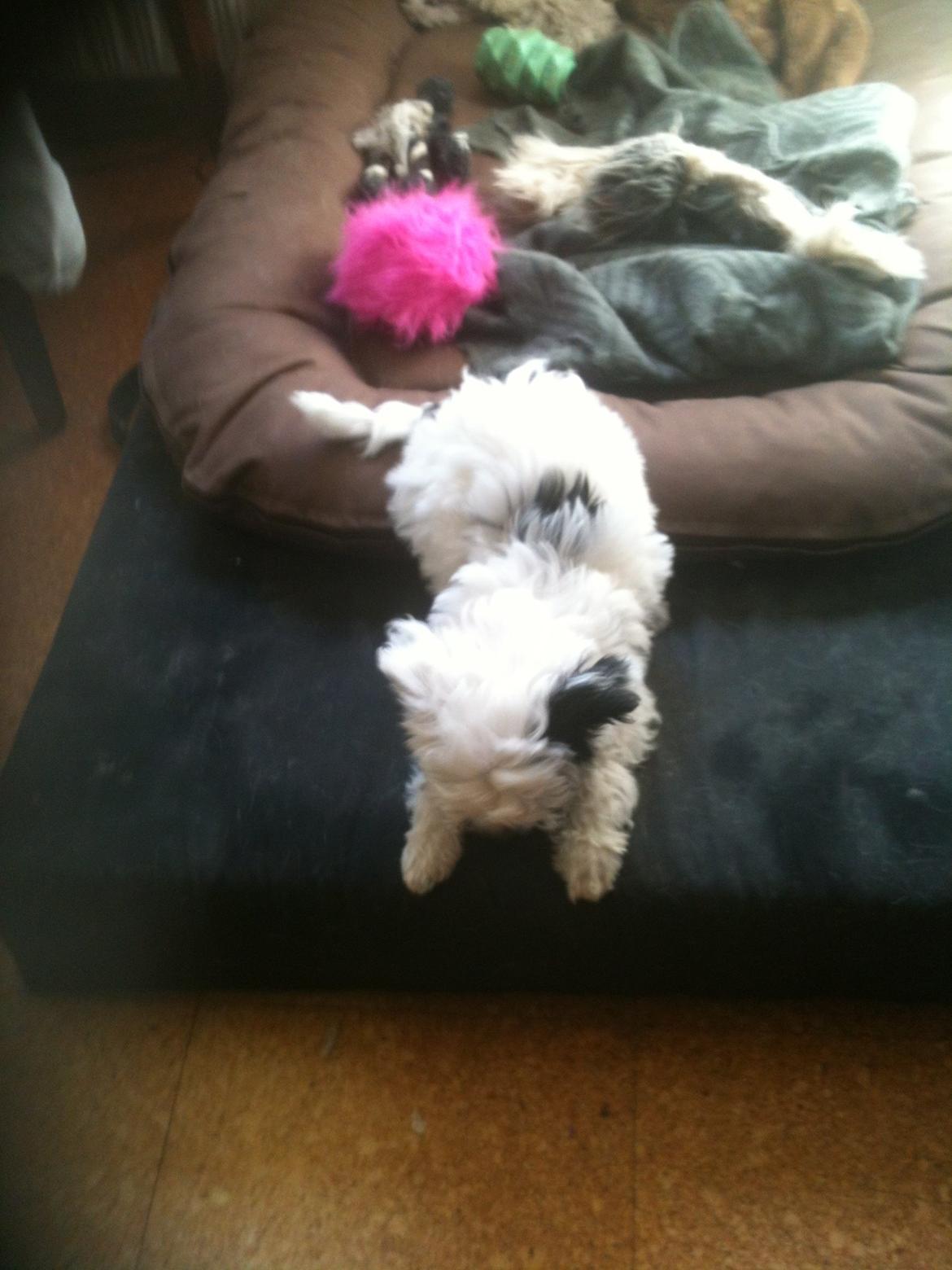 Chinese crested powder puff Silky Sofie billede 4