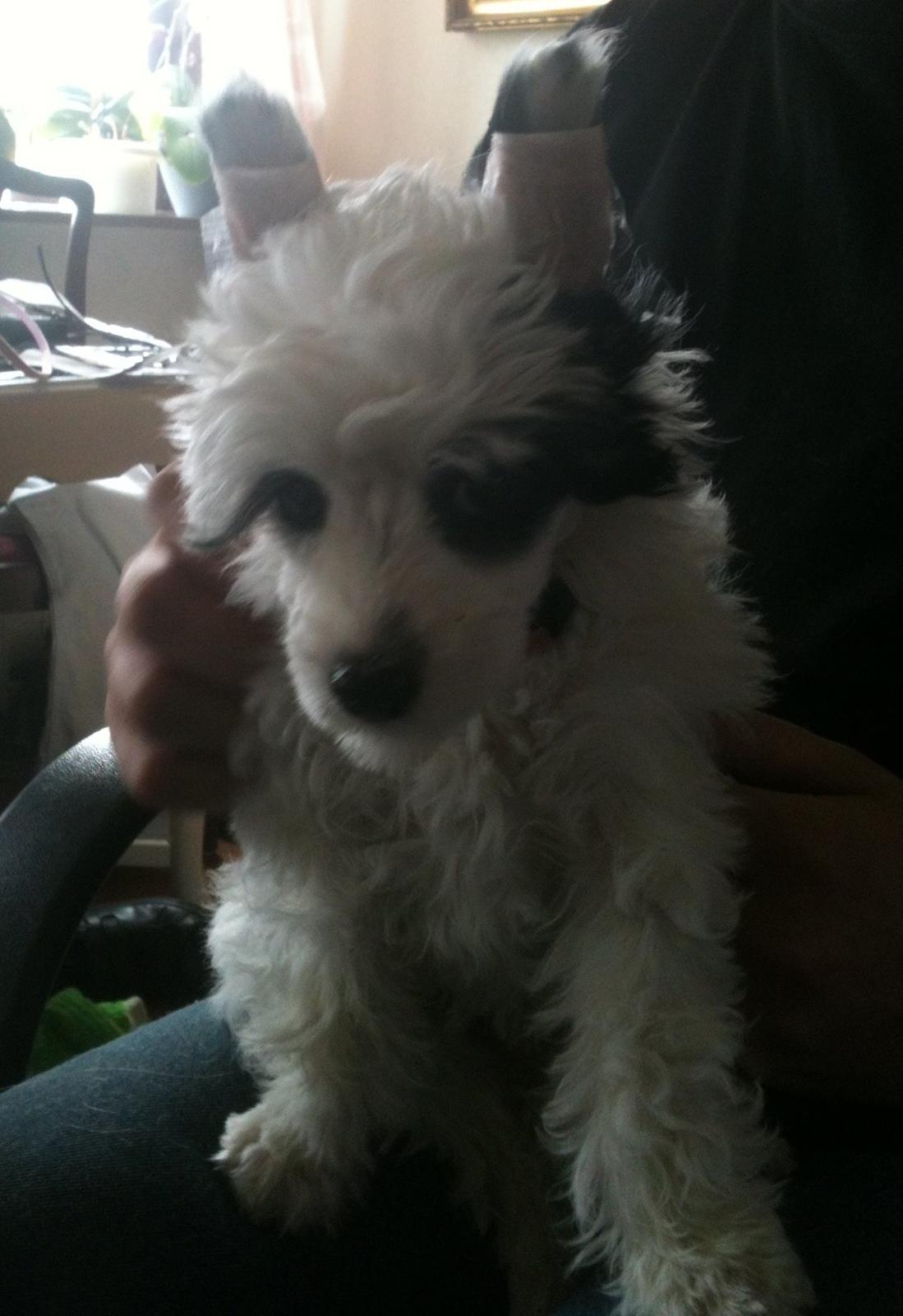 Chinese crested powder puff Silky Sofie billede 8