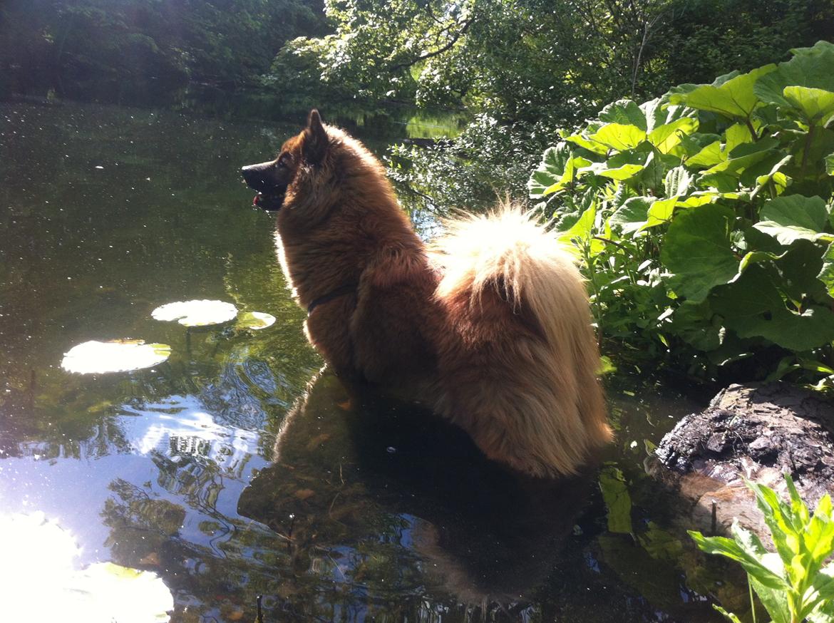 Eurasier Sally billede 30