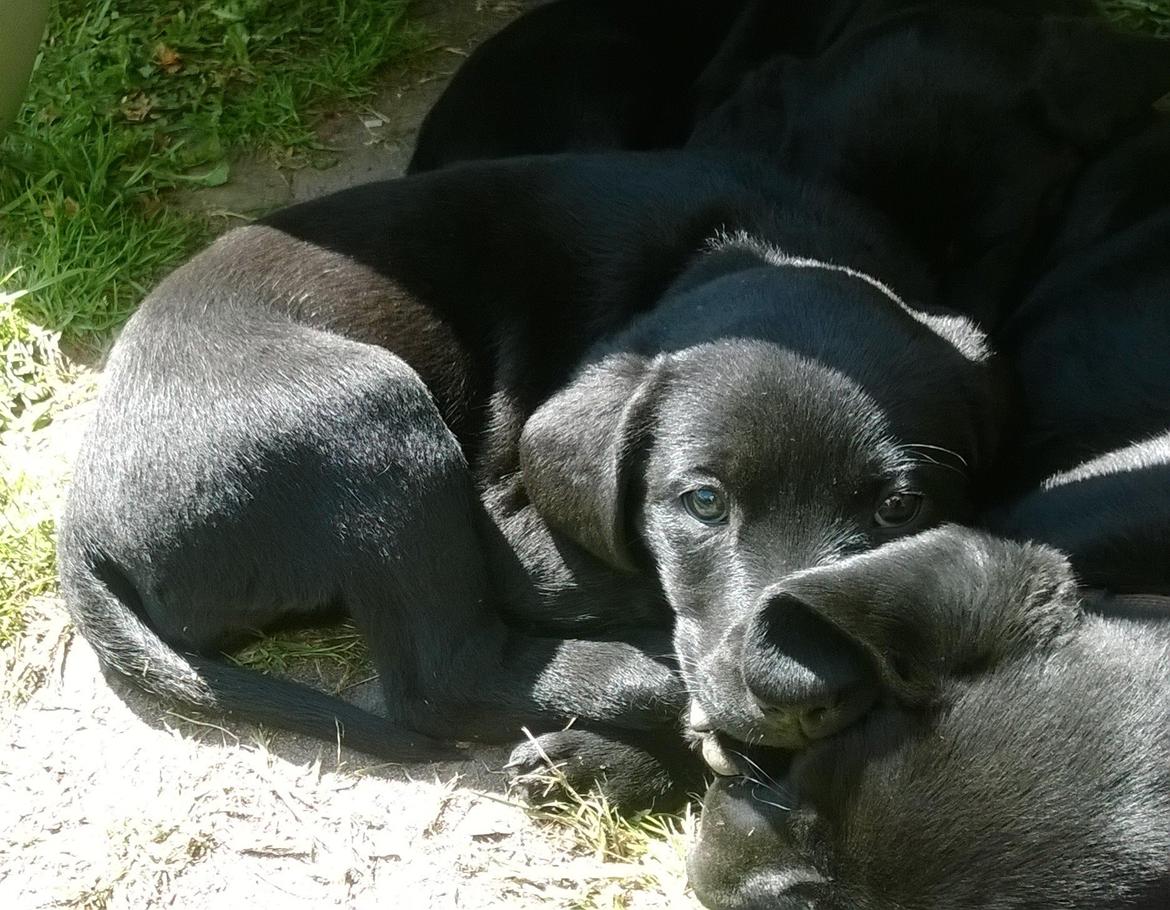 Labrador retriever † Sif †  billede 17