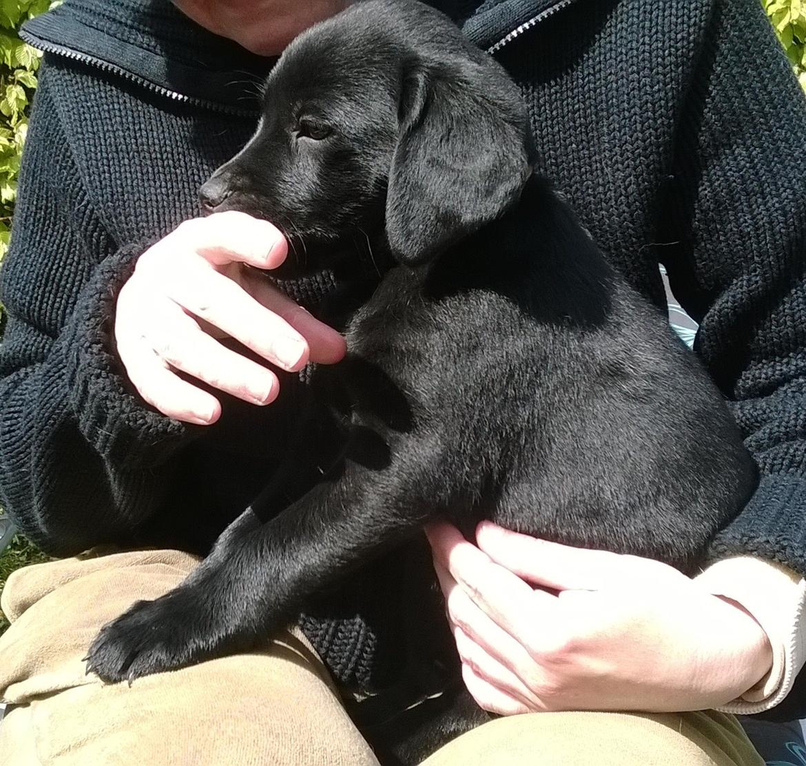 Labrador retriever Sif billede 22