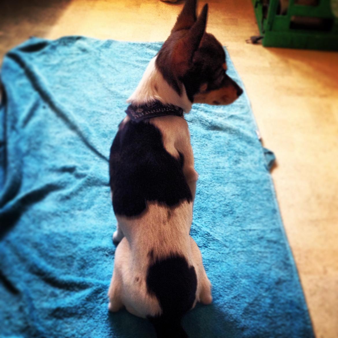 Blanding af racer Mille  billede 8