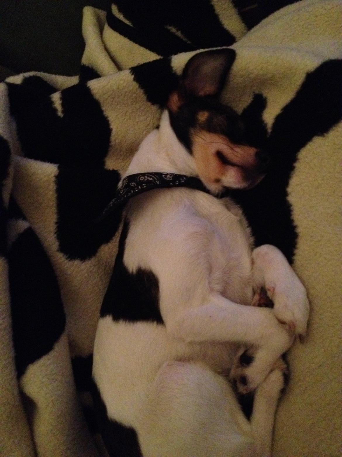 Blanding af racer Mille  billede 9